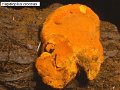 Hapalopilus croceus-amf1574-2